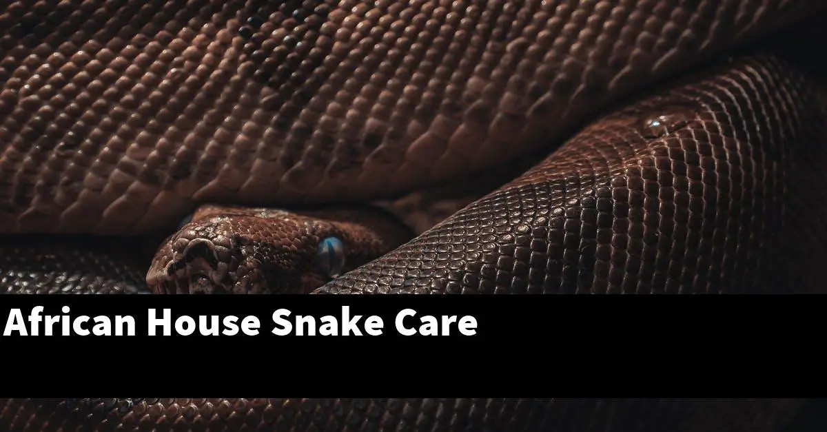 African House Snake Care