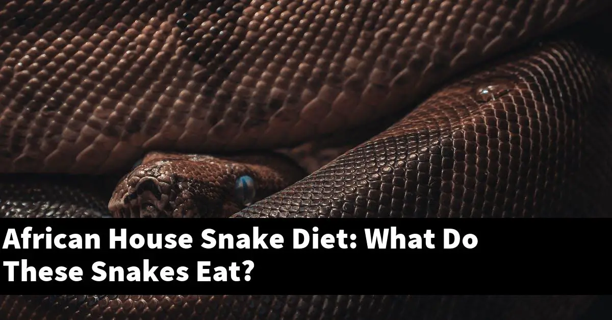 African House Snake Diet: What Do These Snakes Eat?