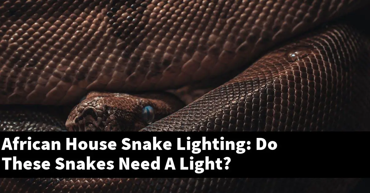 African House Snake Lighting: Do These Snakes Need A Light?
