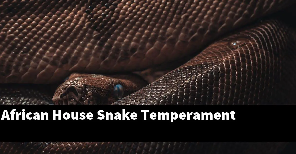 African House Snake Temperament