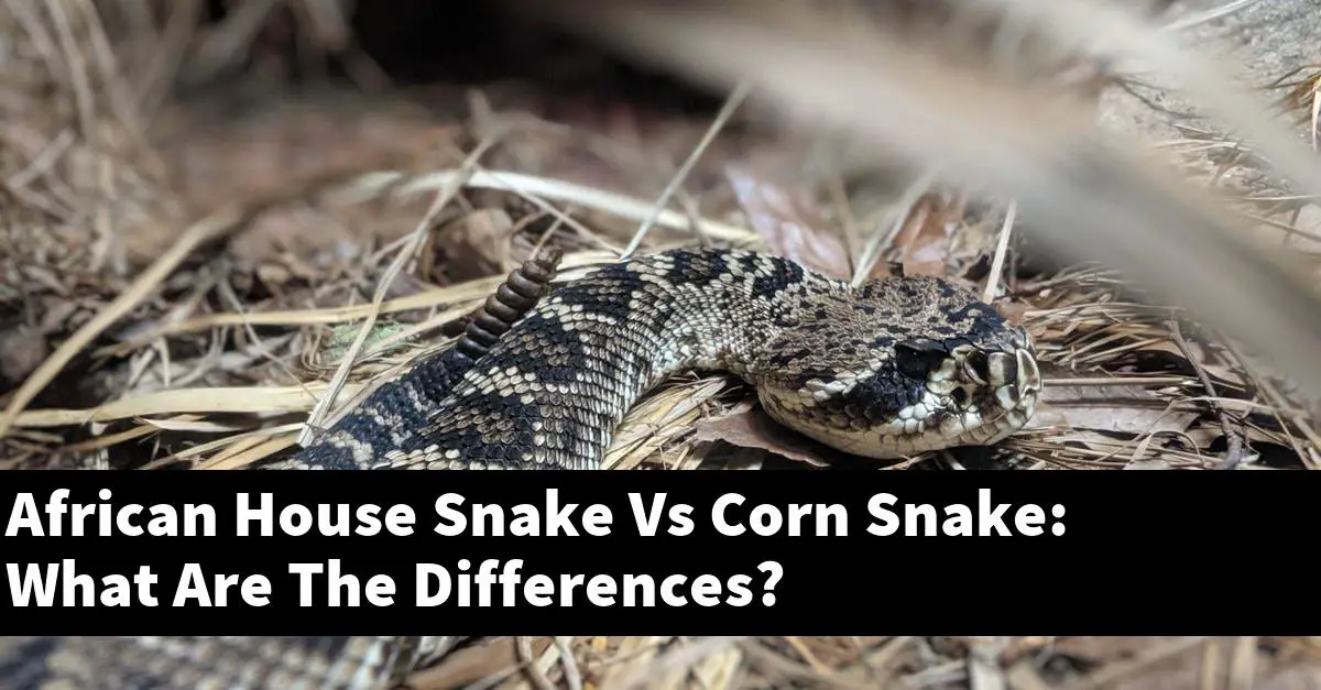 African House Snake Vs Corn Snake: What Are The Differences?