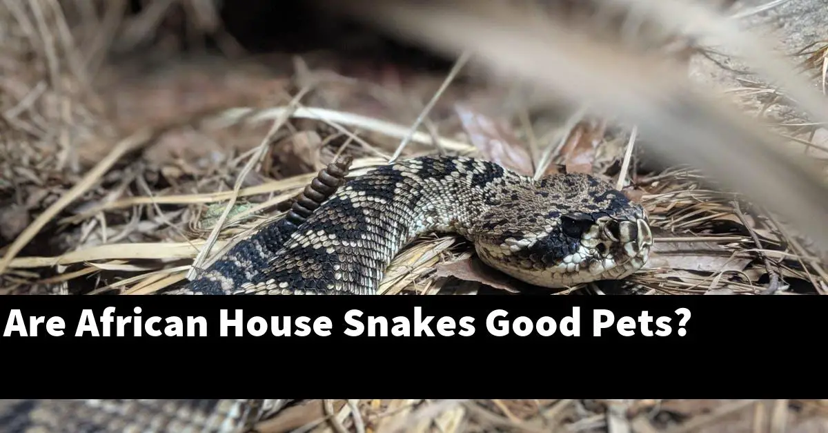 Are African House Snakes Good Pets?