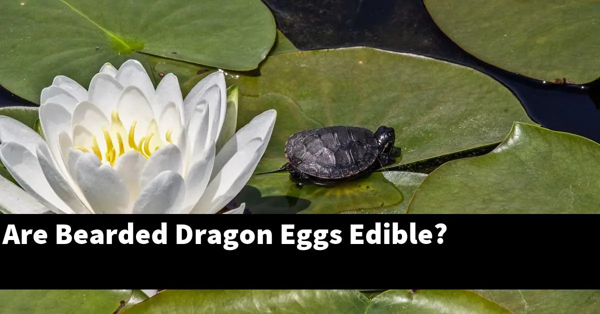 Are Bearded Dragon Eggs Edible?