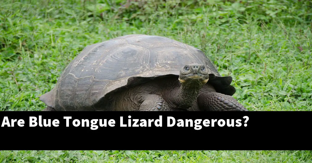 Are Blue Tongue Lizard Dangerous?