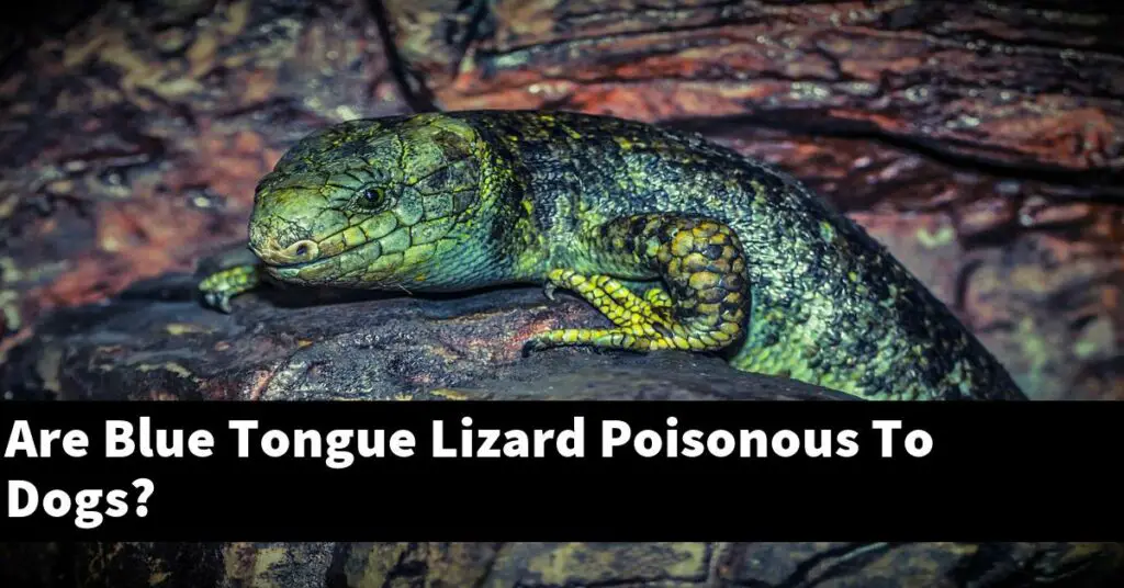 Are Blue Tongue Lizard Poisonous To Dogs? My Reptile Blog