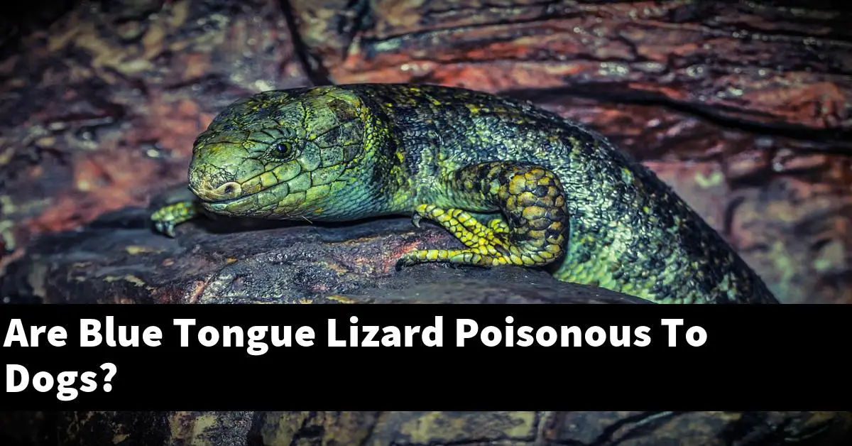 Are Blue Tongue Lizard Poisonous To Dogs?