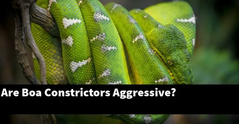 Are Boa Constrictors Aggressive? - My Reptile Blog