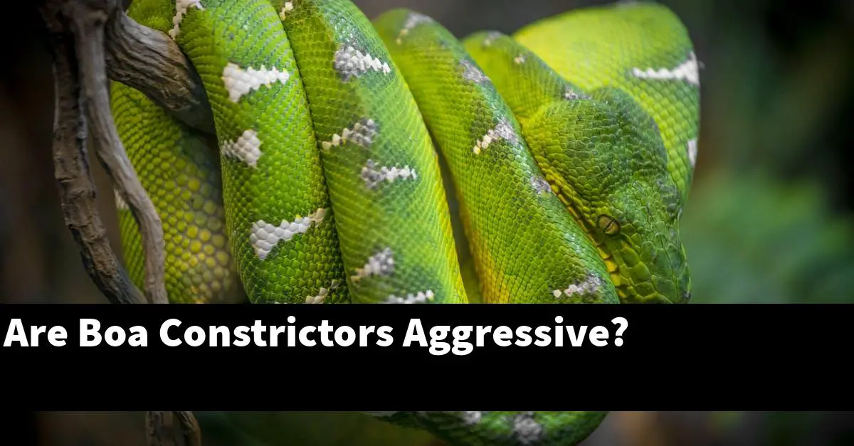 Are Boa Constrictors Aggressive?