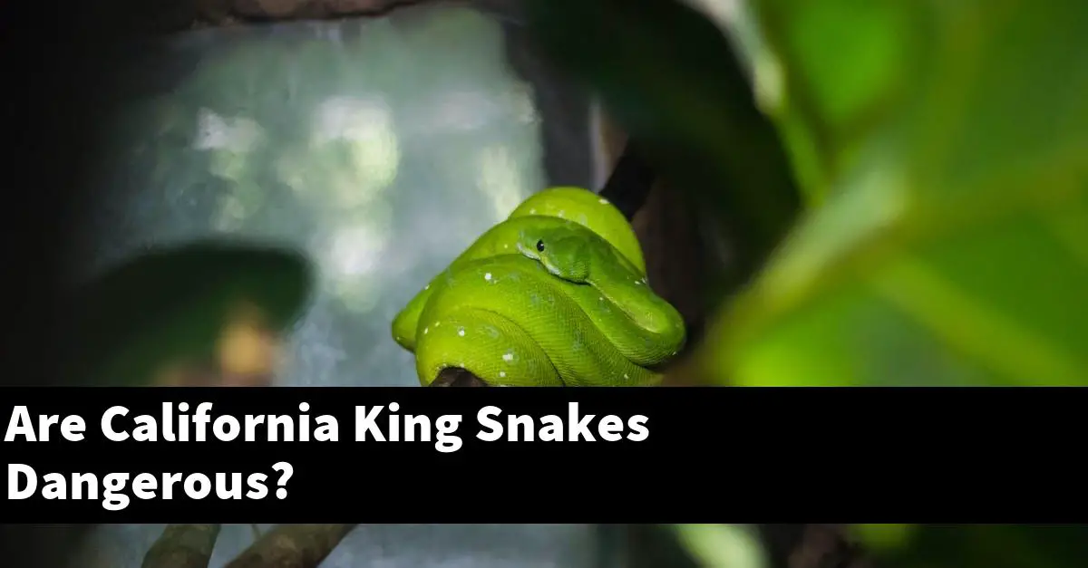Are California King Snakes Dangerous?