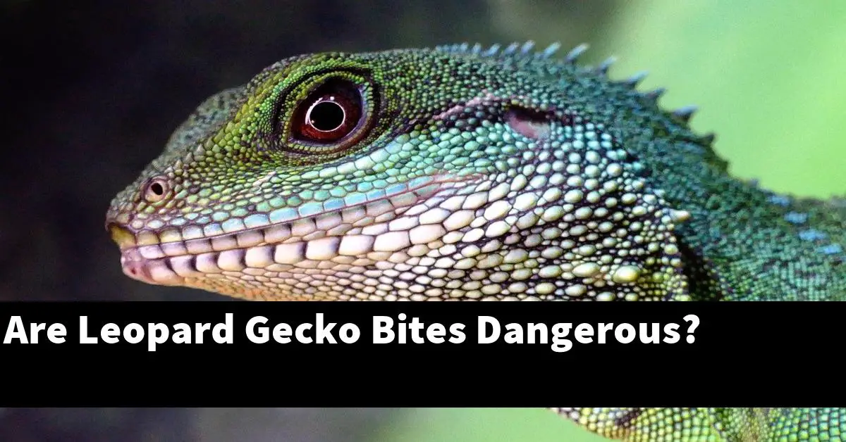 Are Leopard Gecko Bites Dangerous?