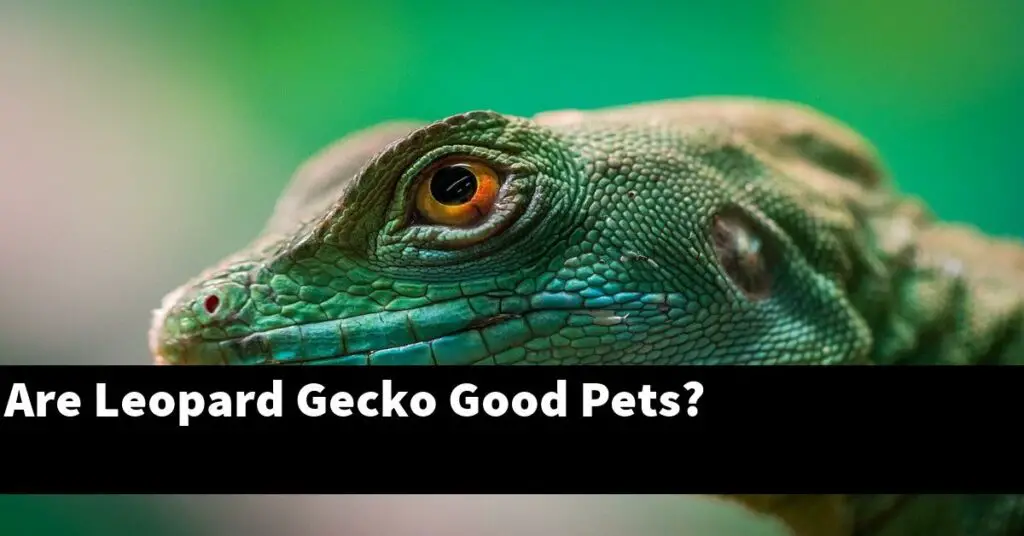 Are Leopard Geckos Good Pets For Beginners? My Reptile Blog