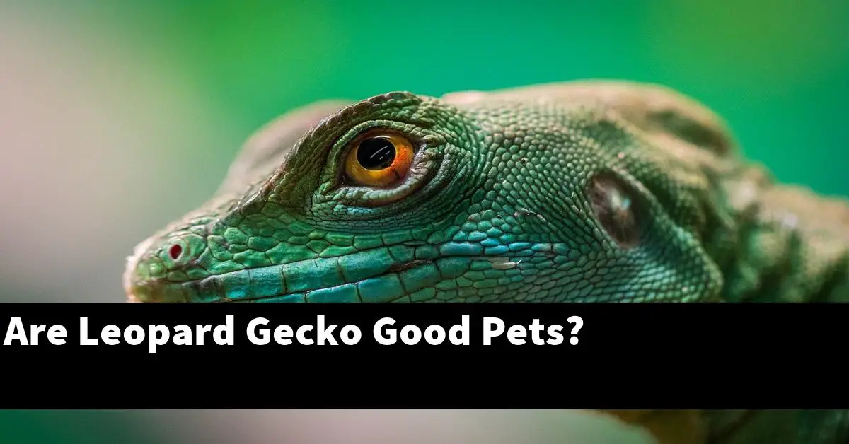 Are Leopard Gecko Good Pets?