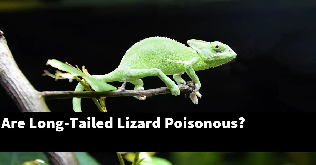 Are Long-Tailed Lizard Poisonous?