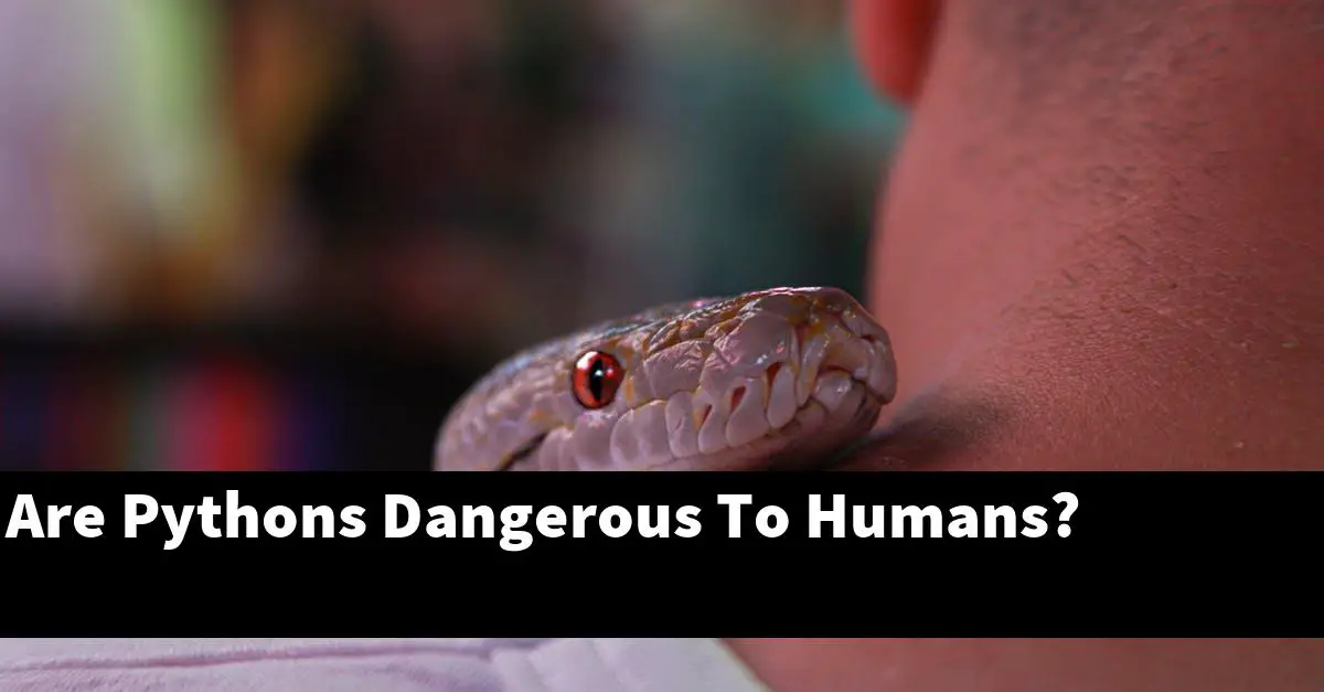 Are Pythons Dangerous To Humans?