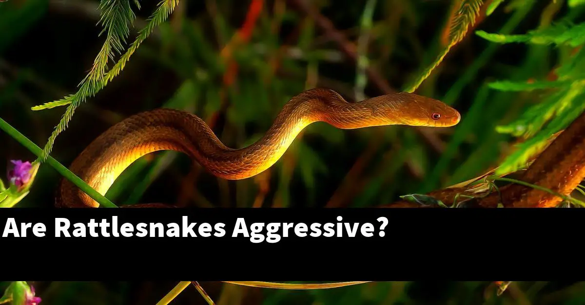 Are Rattlesnakes Aggressive?