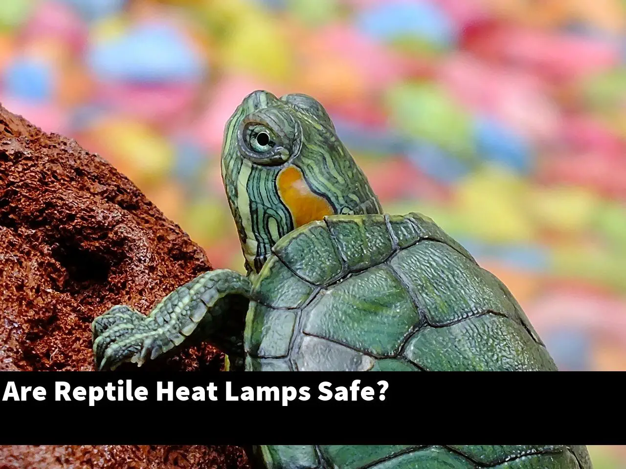 Are Reptile Heat Lamps Safe?