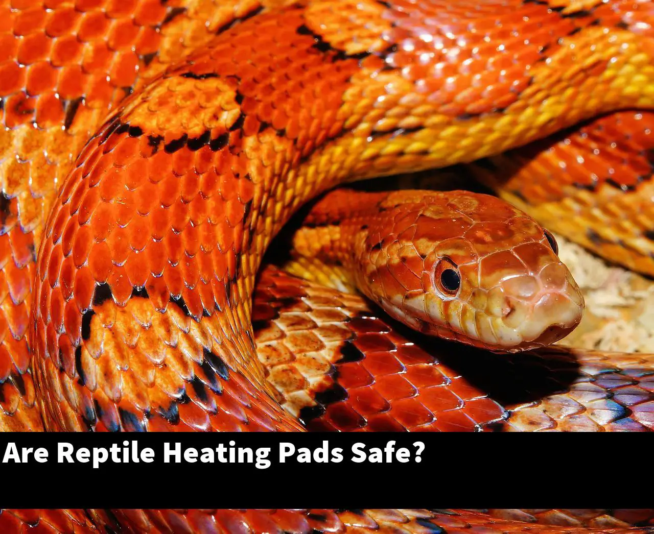 Are Reptile Heating Pads Safe?