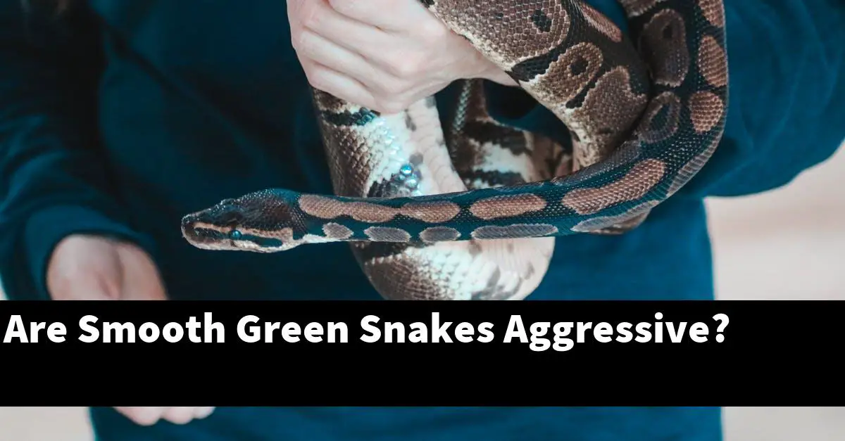 Are Smooth Green Snakes Aggressive?