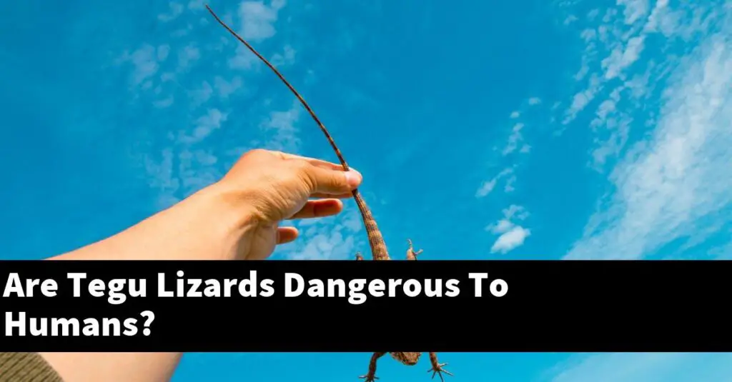 Are Tegu Lizards Dangerous To Humans? My Reptile Blog