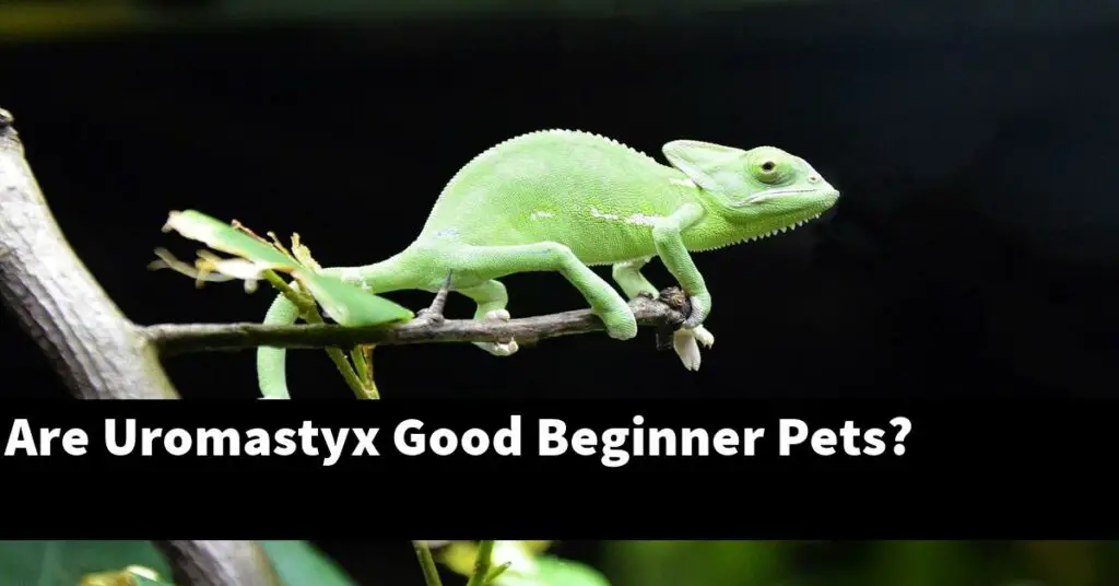 Are Uromastyx Good Beginner Pets? - My Reptile Blog