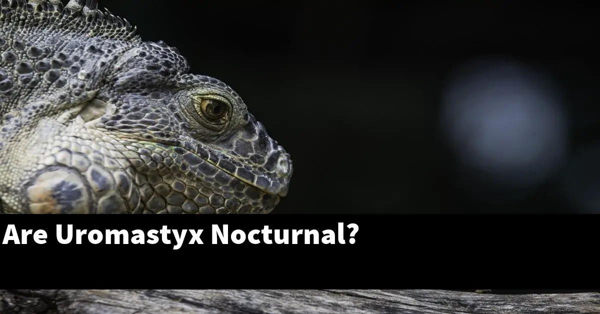 Are Uromastyx Nocturnal?