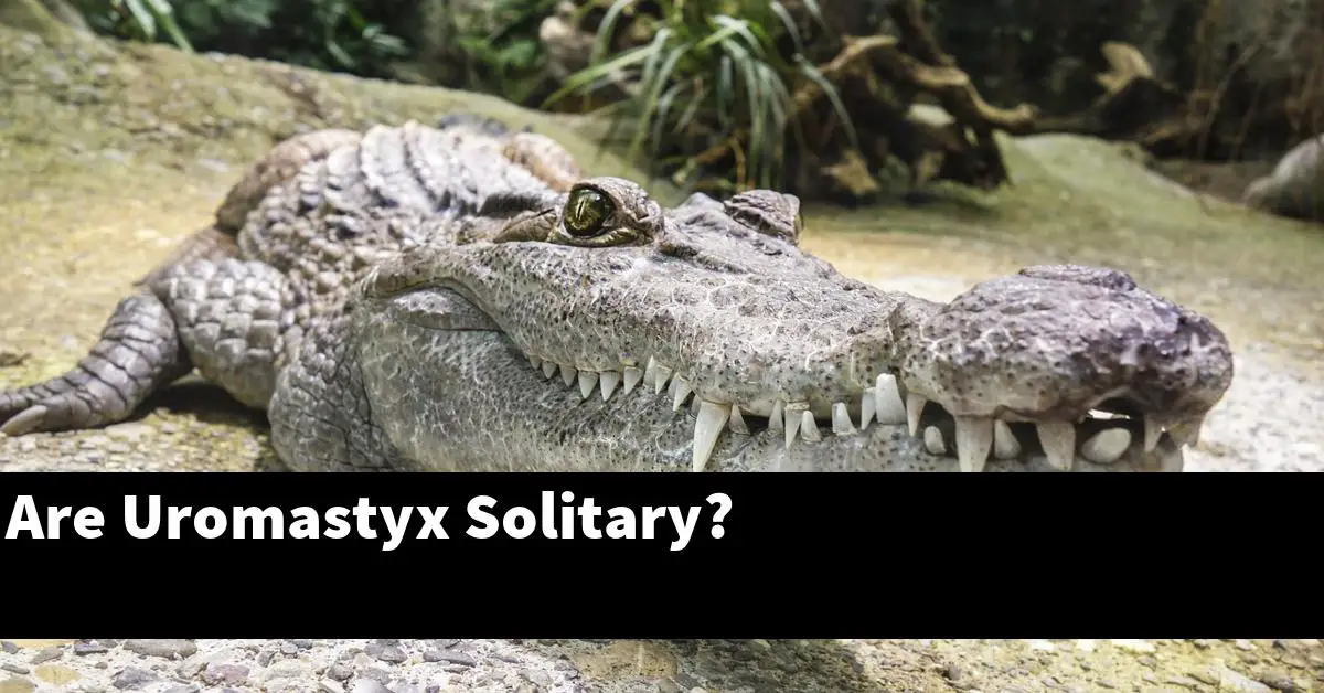 Are Uromastyx Solitary?