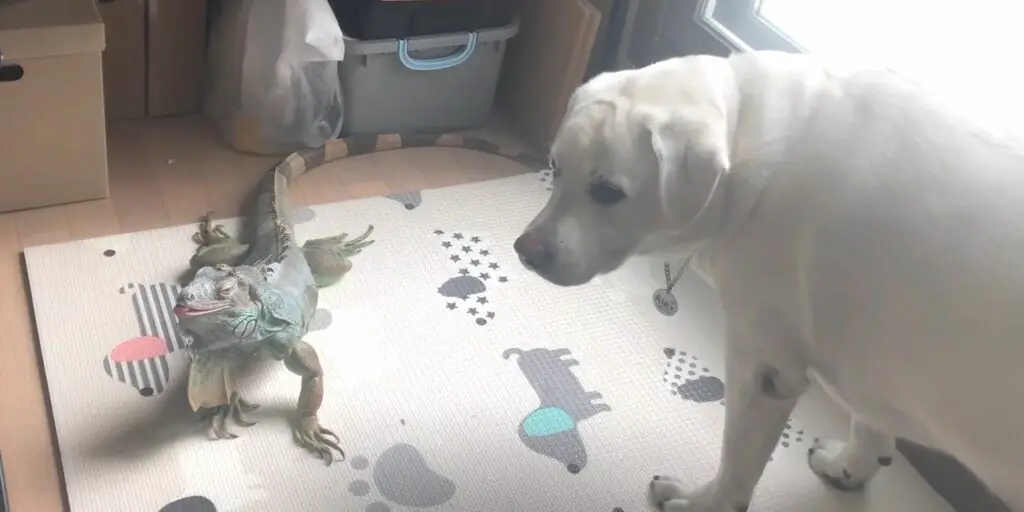 Green iguana and a dog