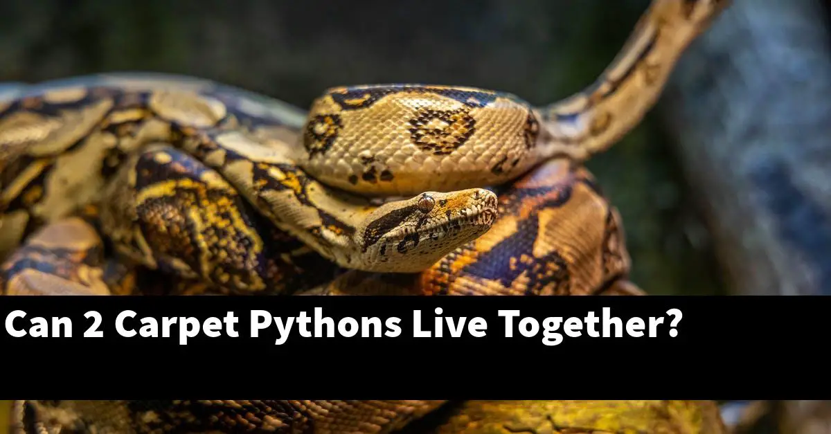 Can 2 Carpet Pythons Live Together?