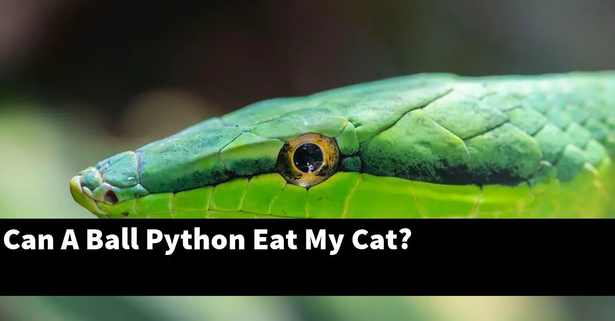 Can A Ball Python Eat My Cat?