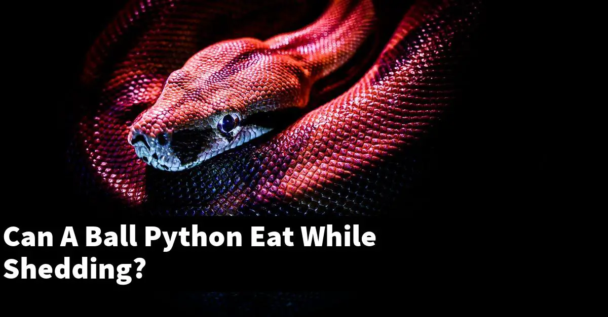 Can A Ball Python Eat While Shedding?