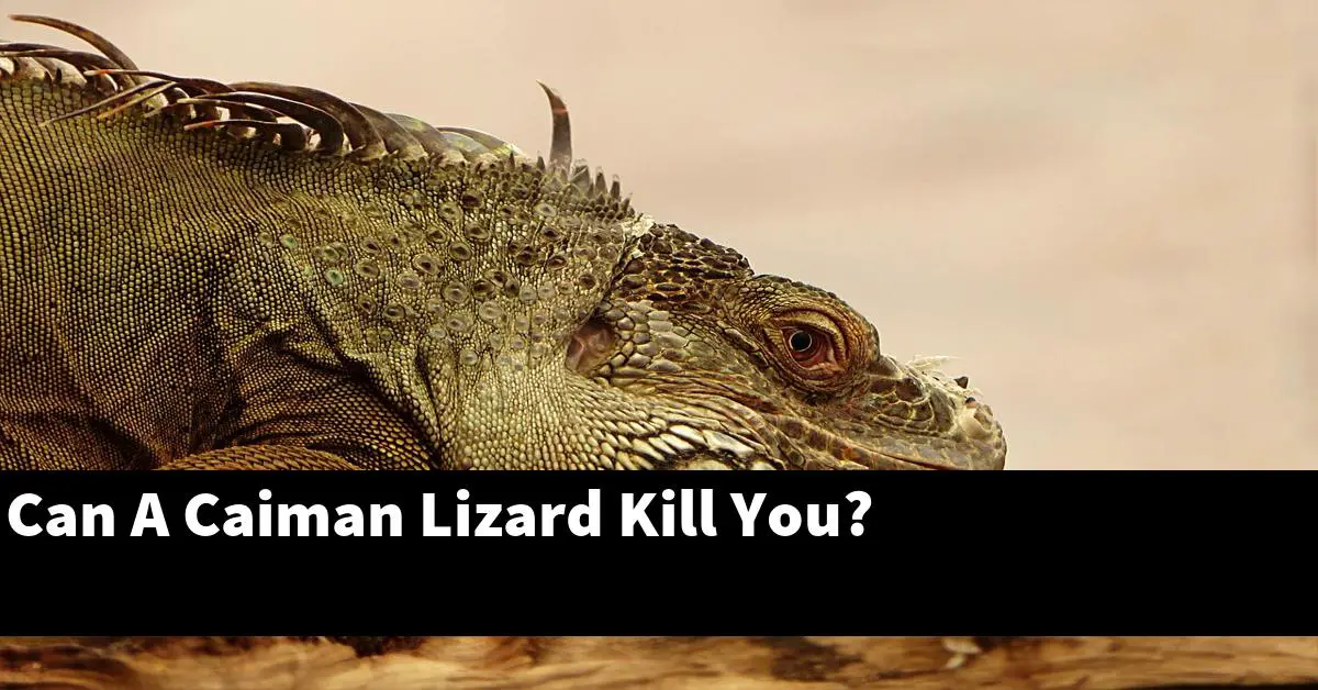 Can A Caiman Lizard Kill You?