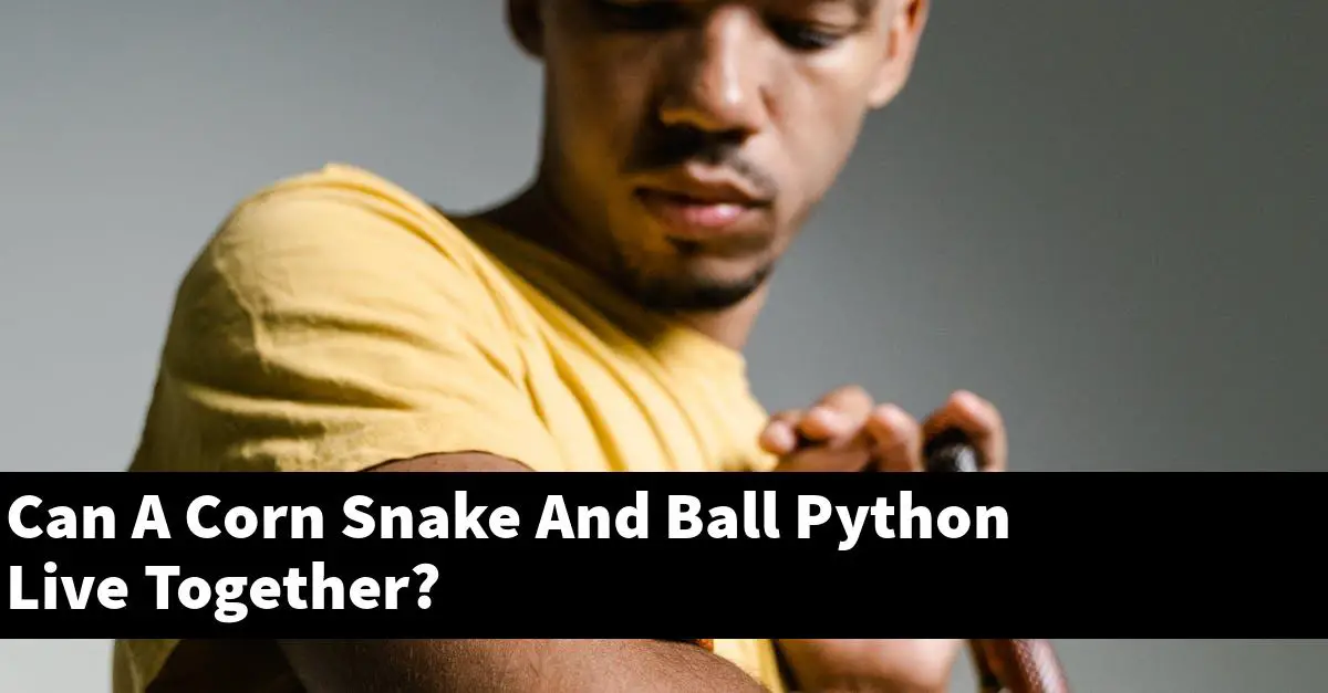 Can A Corn Snake And Ball Python Live Together?