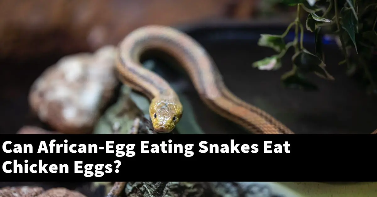 Can African-Egg Eating Snakes Eat Chicken Eggs?