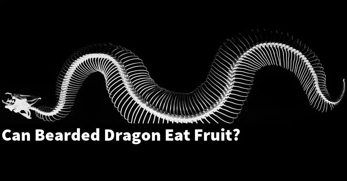 Can Bearded Dragon Eat Fruit?