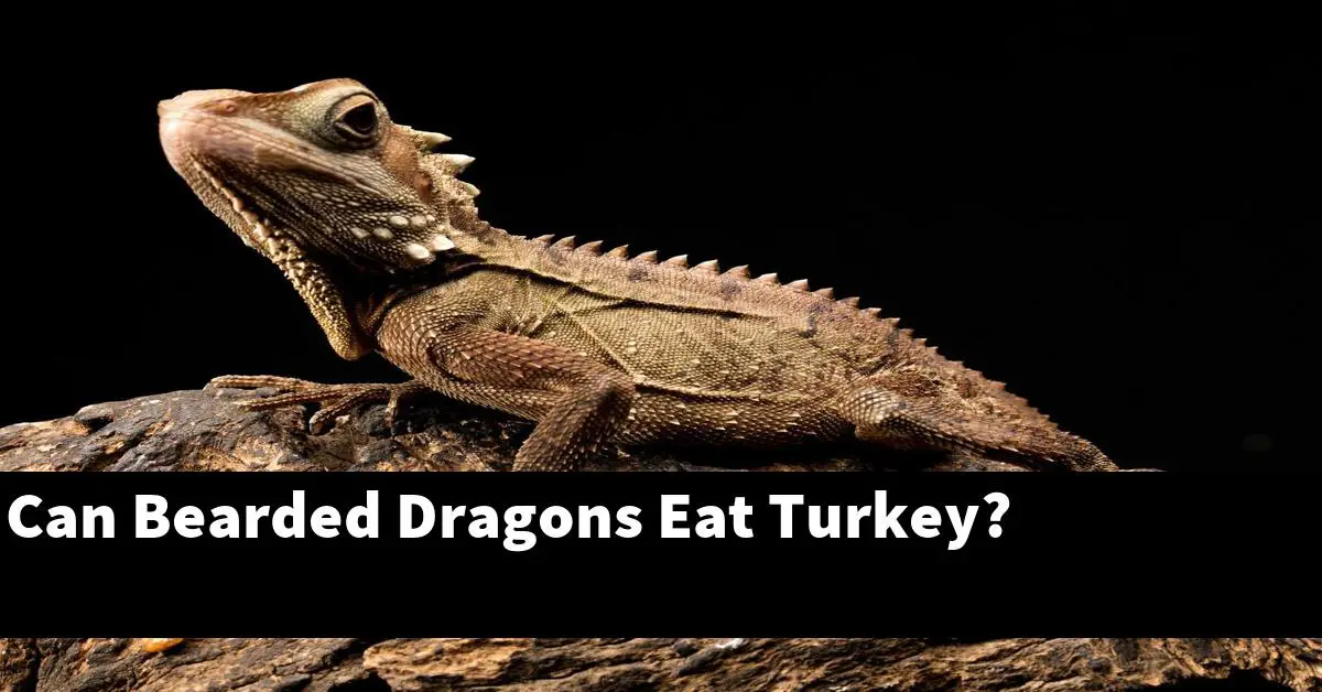 Can Bearded Dragons Eat Turkey?