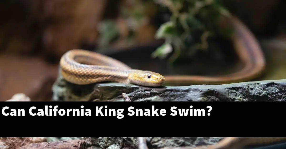 Can California King Snake Swim?