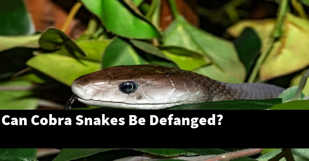 Can Cobra Snakes Be Defanged?