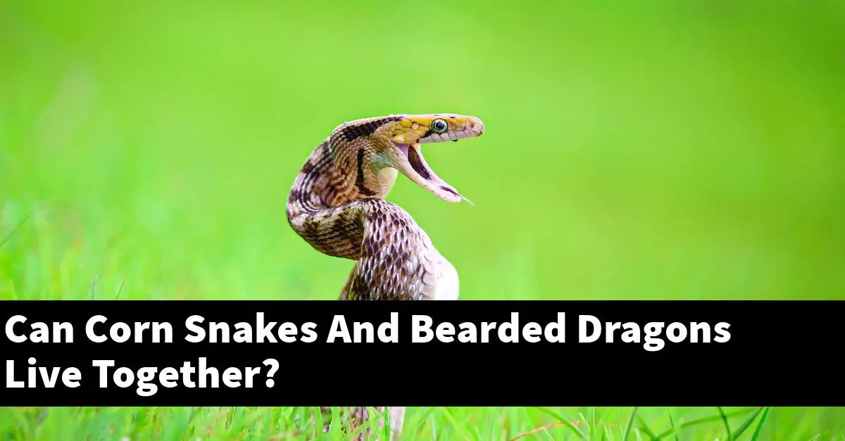 Can Corn Snakes And Bearded Dragons Live Together?