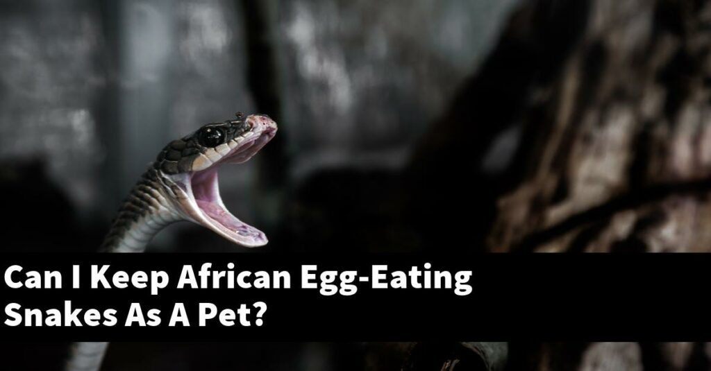 Can I Keep African EggEating Snakes As A Pet? My Reptile Blog