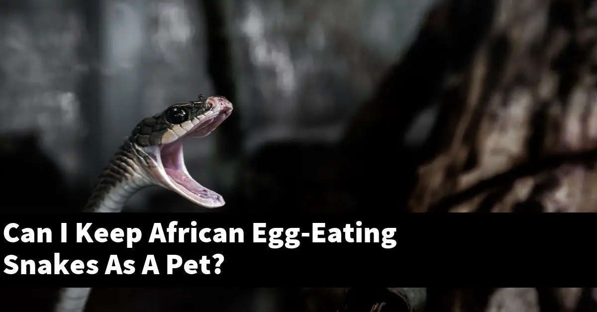 Can I Keep African Egg-Eating Snakes As A Pet?