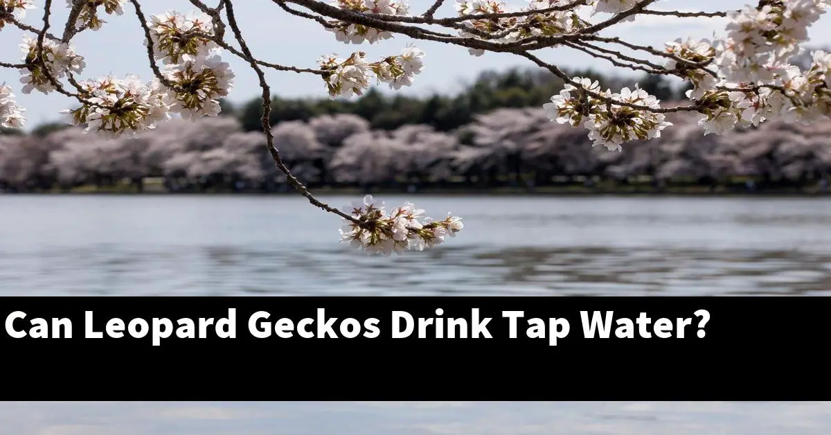 Can Leopard Geckos Drink Tap Water?