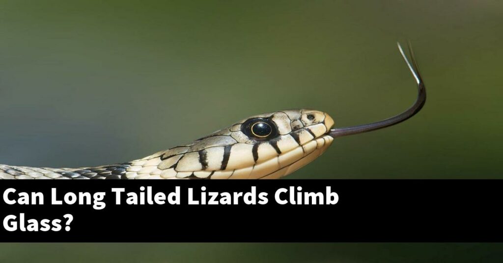 Can Long Tailed Lizards Climb Glass? My Reptile Blog