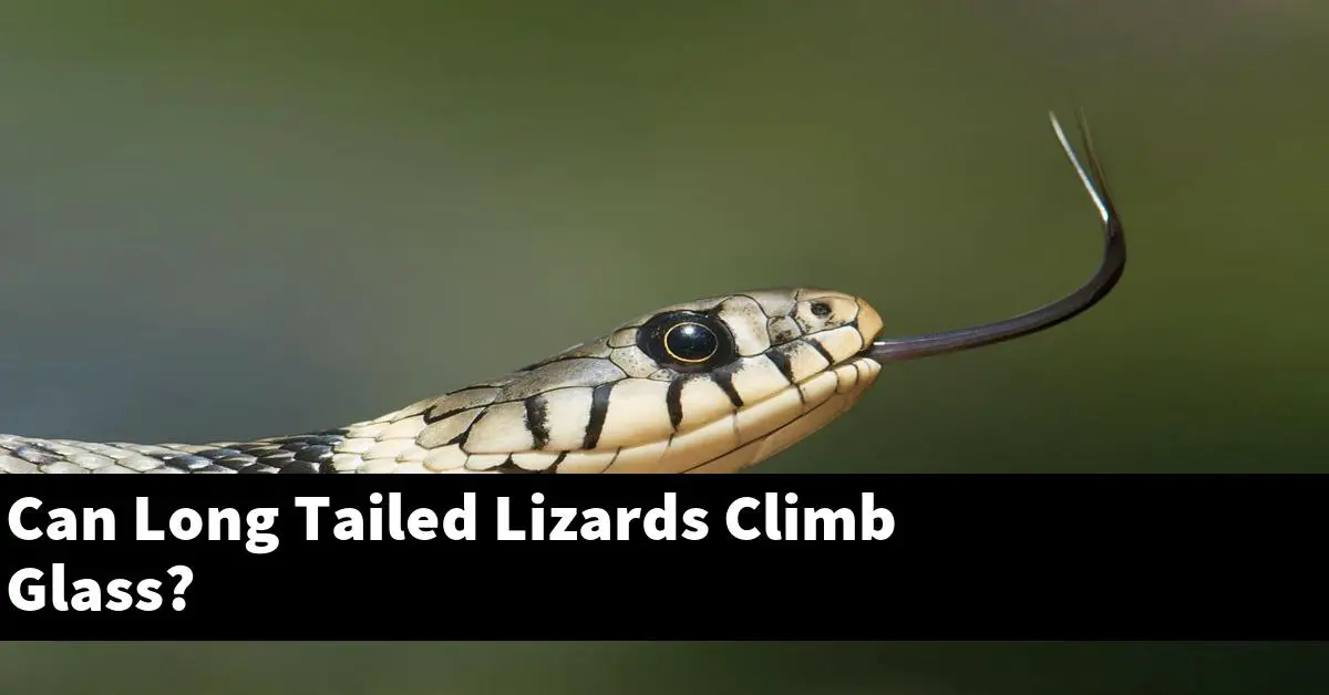 Can Long Tailed Lizards Climb Glass?