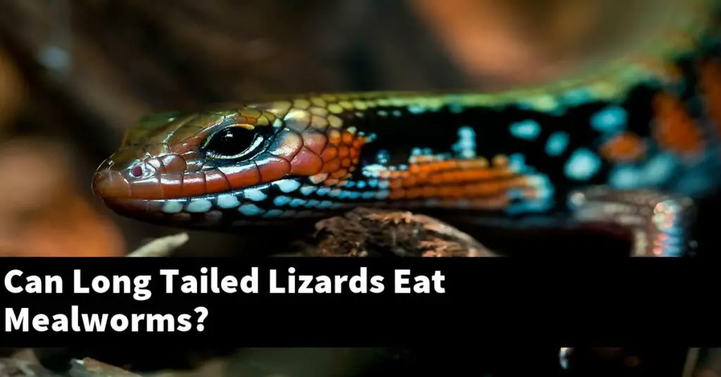 Can Long Tailed Lizards Eat Mealworms? My Reptile Blog