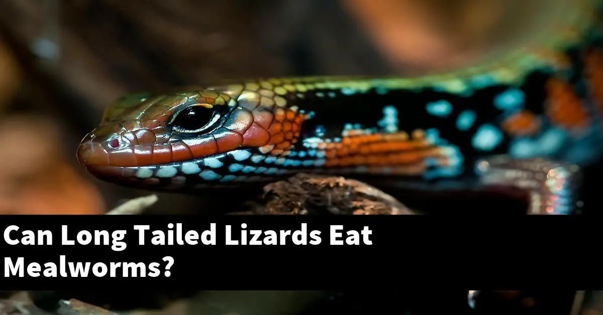 Can Long Tailed Lizards Eat Mealworms?