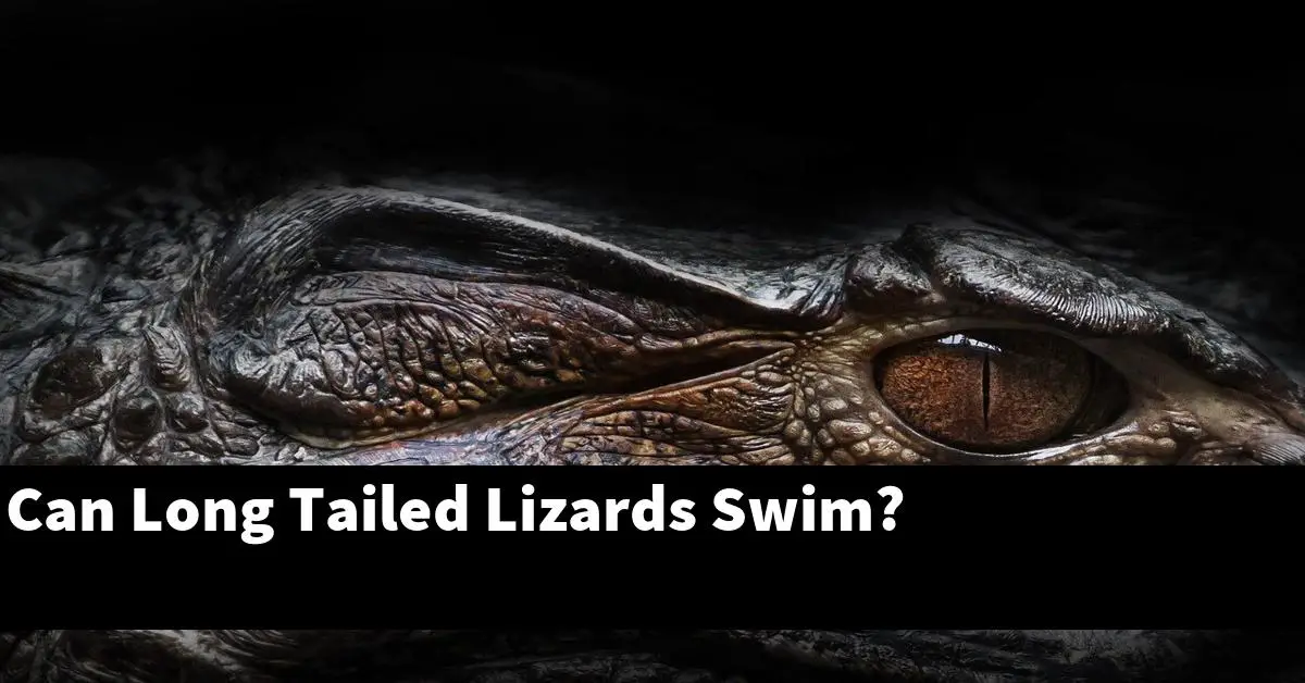 Can Long Tailed Lizards Swim?
