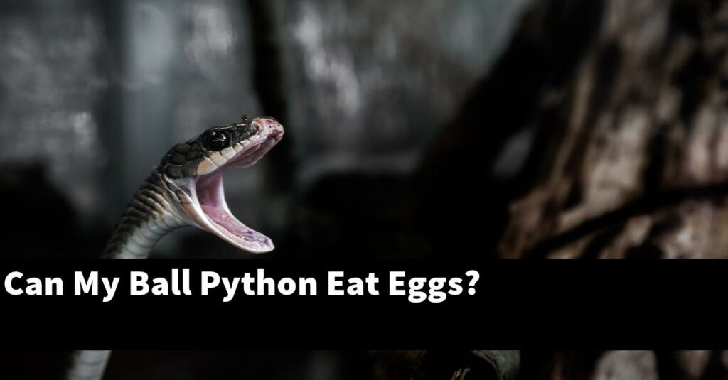 Can My Ball Python Eat Eggs? - My Reptile Blog