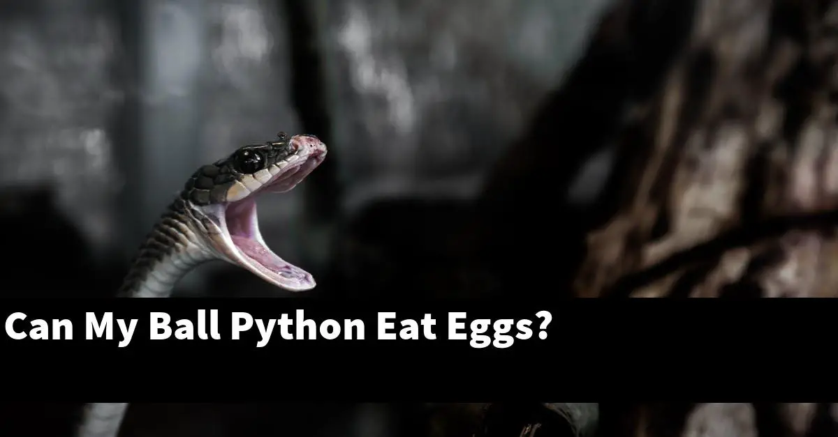Can My Ball Python Eat Eggs?