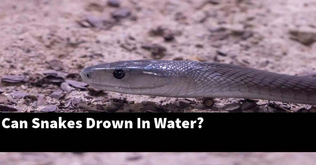 Can Snakes Drown In Water? My Reptile Blog