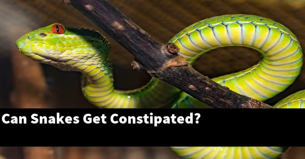 Can Snakes Get Constipated? My Reptile Blog